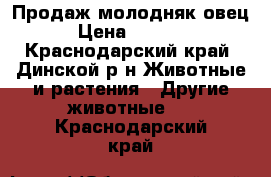 Продаж молодняк овец › Цена ­ 2 000 - Краснодарский край, Динской р-н Животные и растения » Другие животные   . Краснодарский край